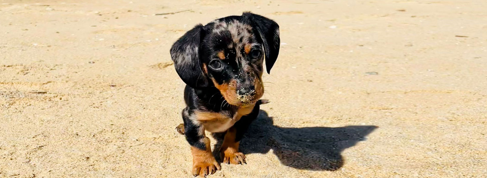 L’EDUCATION DU CHIOT