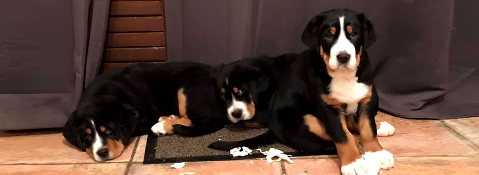 ACCOMPAGNEMENT AU CHOIX DU CHIEN
