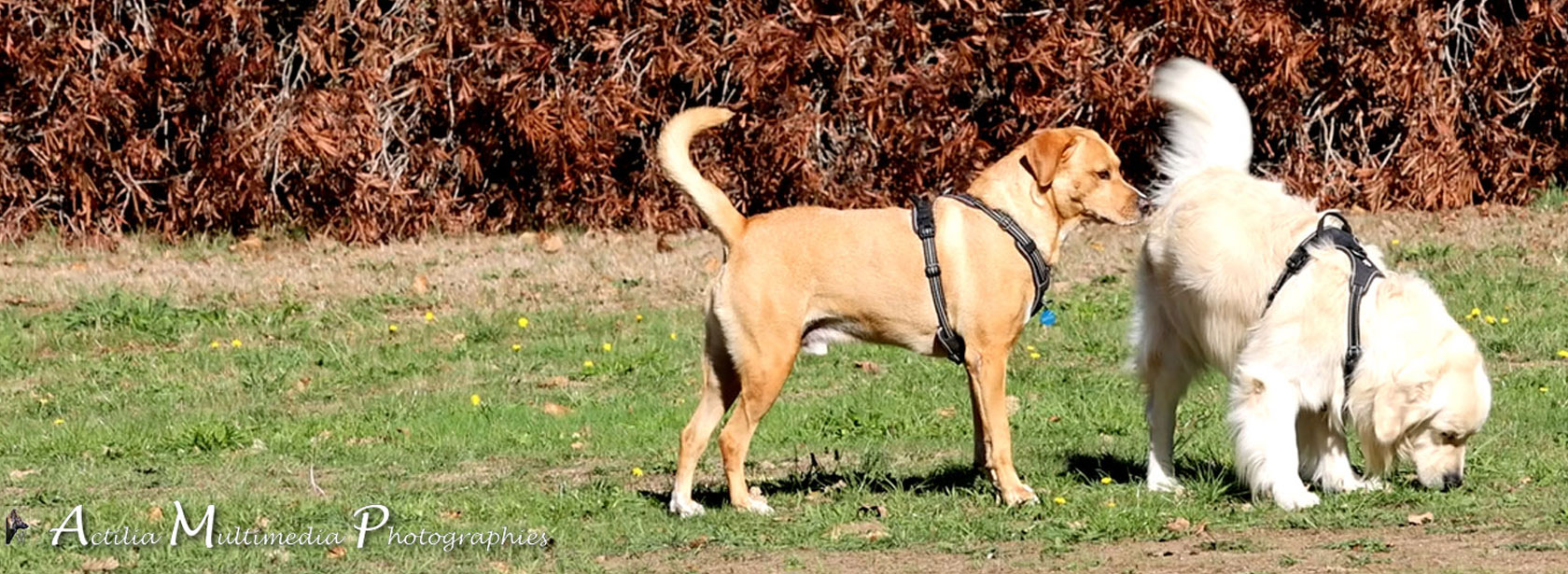 CLASSES DE COMMUNICATION CANINE